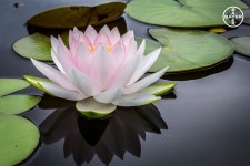 Pin en 연꽃-LOTUS-reality~