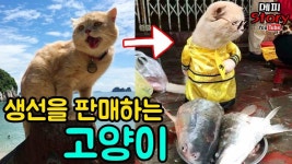 생선파는 고양이가 있다고? [메피스토리]