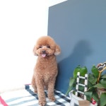 #헤이쥬드 #푸들 #스포팅 #중마동애견샵 #강아지가위컷  #푸들미용 #비숑미용 #pet #곰돌이컷 #테티 #dog #dogstagram #반려견... 