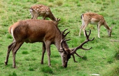 Pixabay의 무료 이미지 - 휴 경지 사슴, 드 렸 어 요, 안 토 라 아 캐리어, 포유류 | Fallow deer, Deer, Antlers