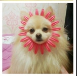 A-Animal에 있는 Kyeong Hwa Park님의 핀