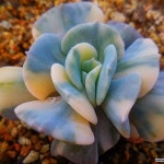 큐빅프로스티금 2/19-308(E. pulvinata Frosty) - 다육금(Variegated) - 2023 | 화분, 전