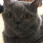 도도한고양이(이미지 포함)