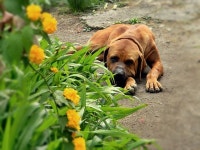 TOP DOGS에 있는 CH JEONG RICHARD님의 핀