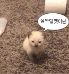 짤 신청해 주시면 아주 감사합니•••다 | 아기 동물 그림, 웃긴 동물 사진, 고양이 사진
