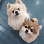 탁이네반려견카페 놀이터 호텔링 데이트  탁이네반려동물교육문화센터  반려동물행동교정사  반려동물관리사  반려견훈련사... 