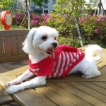 #멍스타그램 #멍그램 #뭉이 #반려견 #소중해 #애견인맞팔 #애견인소통 #애견인 #좋아요반사 #좋아요 #일상 #일상스타그램...  뭉아 가방에 모 들었오?... 