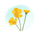 la fiancée au beurre salé | 꽃