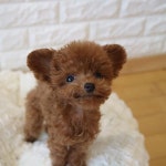 famous as the most cute dog and looks like a toy though it is real. Bibi_shasha | 귀여운 아기 동물, 귀여운 강아지, 애완동물 제품