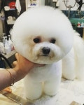 Its GROOMING TIME  #잇츠그루밍타임 #itsgroomingtime#엄규리 #그루밍타임 ------------------------------------… | 비숑, 포메라니안, 말티즈