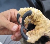 Bald Eagle Talon | 맹금류, 부채머리수리, 독수리