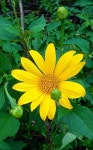 Pin by 이은남 on 꽃 | Beautiful flowers, Hawaiian flowers, Mother nature
