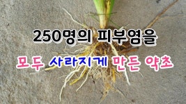 범부채 : 당뇨합병증을 낫게하고 만성폐쇄성폐질환과 피부염을 완치해주는 불로장생의 약초 | 약초, 자연 사진, 자연 치료법 범부채... 