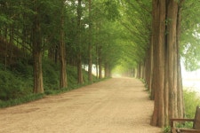 올해 6월, 영산강 자전거 종주 하는 길에 담양메타세콰이어 길에서 찍은 사진입니다. | 나무, 자전거