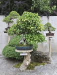 Bonsai에 있는 Hyunwook Kim님의 핀