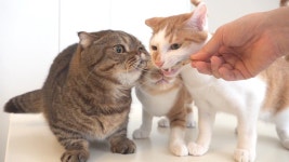 엄청난 반응!! 생선요리에 난리가 났어요! - 2021 | 고양이, 인스타그램