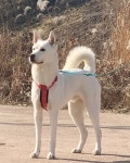 Breed ➡️Korean Jindo #진돗개 From @poong__e | 강아지, 개, 동물 Breed ➡️Korean Jindo #진돗개From @poong__e | 강아지, 개... 