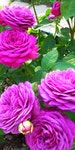 Pin by 경식 전 on Plants | Flowers, Plants, Rose