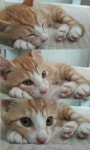 #백다혜 님이 전해주신 미란이 모습~~ 무념무상 귀엽죠? | Animals, Doggy, Four legged