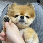 빵실이 발바닥젤리 좀 보세용 반들반들 촉촉하죵 빵실아 젤리 보여드리는데 자꾸 자면 어떡해 이번에 그라스메디에서 선물받은... 