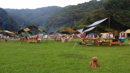 애견캠핑장에 간 ToTo @GreenVille in Korea