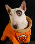Welcome to another episode of Bull Terriers in SPACE!(이미지 포함)