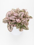 Yes, They're Real: 7 Stunning House Plants That Are Actually Pink | 화분 키우기, 꽃, 식물