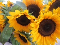 Sunflowers | 꽃