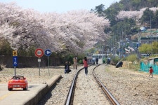 [경남 창원] 경화역..그리고 벚꽃 /  [Chanwon Gyeongsangnam... and Cherry Blossoms     ※ [사진제공_한국관광공사] photo by... 