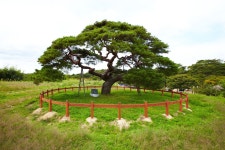 하회마을에 있는 ANDONG Si님의 핀(이미지 포함)