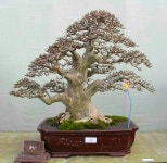 Pin oleh 영수 권 di 소나무 | Bonsai