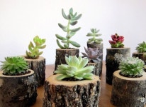 Pin de 박미혜 em 예쁜소품만들기 | Suculentas, Jardinagem, Decoração com plantas