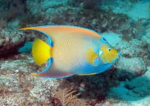Queen Angelfish | 물고기