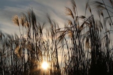 Pixabay의 무료 이미지 - 햇빛, 자연, 잔디, 바다 잔디, 풍경, 휴식, 백라이트 | Nature plants, Nature photos, Grass field