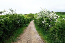 Camino Story-45 산솔마을에서 비아나까지 Day-10 | Country roads, Trip, Views