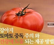 강아지 토마토 먹으면 위험하거나 좋을 수 있는 이유 - 펫리코Petrico | 토마토, 토마토 소스, 강아지