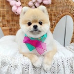 #트리밍매직 #포메미용 #곰돌이컷 #가위컷 #광교애견미용 #광교애견스파#오픈형미용실 #오픈애견미용실 #광교호수공원 #수원애견미용... 