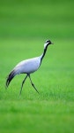 새 birds 鳥에 있는 Huiri Jin님의 핀 | 새