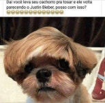 무민 박님이 귀여워에 올린 이미지 | 시츄, 개, 강아지