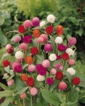 Globe Amaranth Seeds, Mix Color ~ White, pink, rose, Salmon,and purple. by CaribbeanGarden on Etsy https://www.etsy.com/listing/1677... 