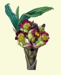 Maund Antique Botanical Print | 색연필