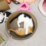 싸다구 날리는 금동이 좀 보세요  관전하다 지친 은동동동 . . . 문의010-4417-2551 .  오시는길목포시용당로41.논다매장안.목포삼... in 2020
