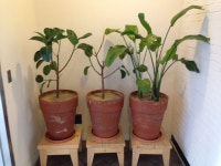 GS강서타워 | Planter pots, Planters, Garden