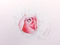 여리여리한 장미 꽃봉오리 그리기 | 예술 그림, 수채화 꽃, 칠하기