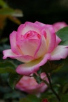 Pin by 성실공인중개사사무소 on flowers