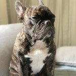 루이  딥슬립  나른한오후  frenchbulldog  나는누구인가여긴어디인가나는지금무얼하고있나 | French bulldog, Bulldog, Dogs