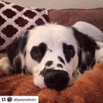 Pin by 바다이야기 TST77.COM 온라인릴게임 on happy | Dog snapchats, Cute dogs, Cute animals