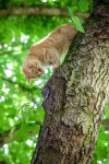 magical-meow:“ Kiticat on the tree by Kathrin Köhler” | 고양이, 강아지