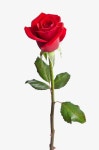 Red Rose Flower Hd Transparent, Red Rose Flower Closeup, Red Rose Clipart, Hd Big Picture, Valentines Day PNG Image For Free Download... 