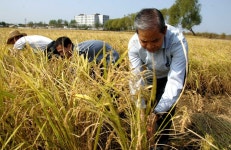 라오스대사관 성원들 소신남새전문협동농장에서 친선로동
